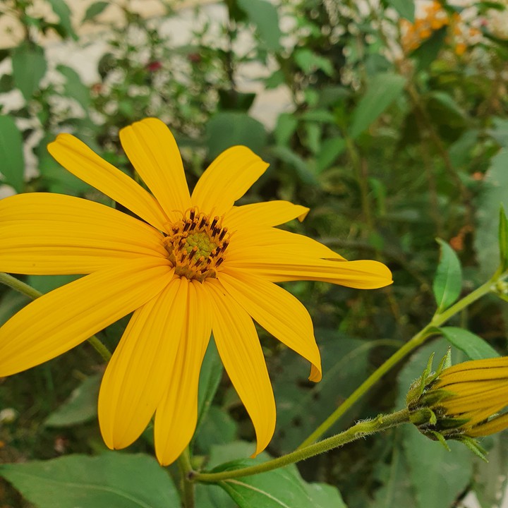nature