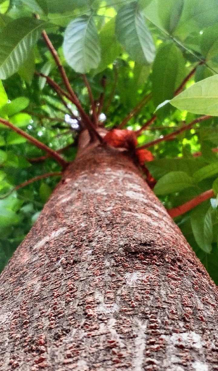 3D_TREE