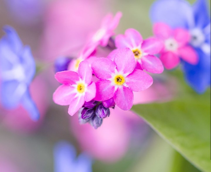 little flowers