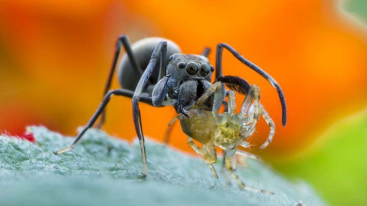 Ant