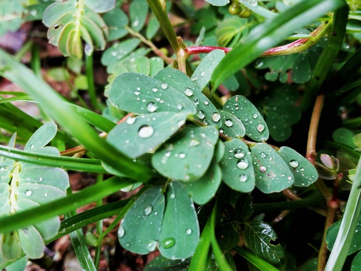 Plantas