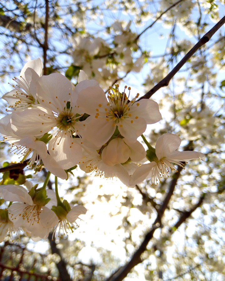 Nice cherry