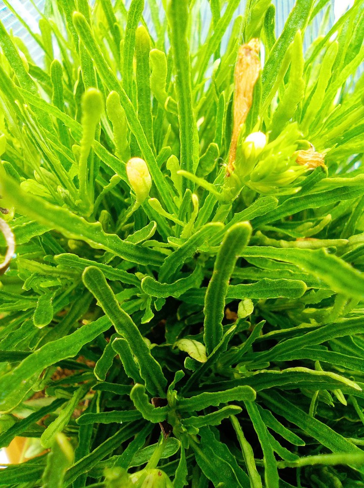 Micro photography...