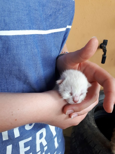 canidae, piccolo duvar kağıtları