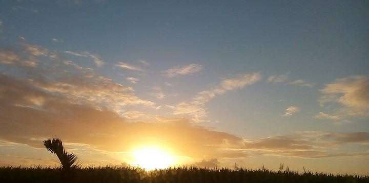 sunset in the forest