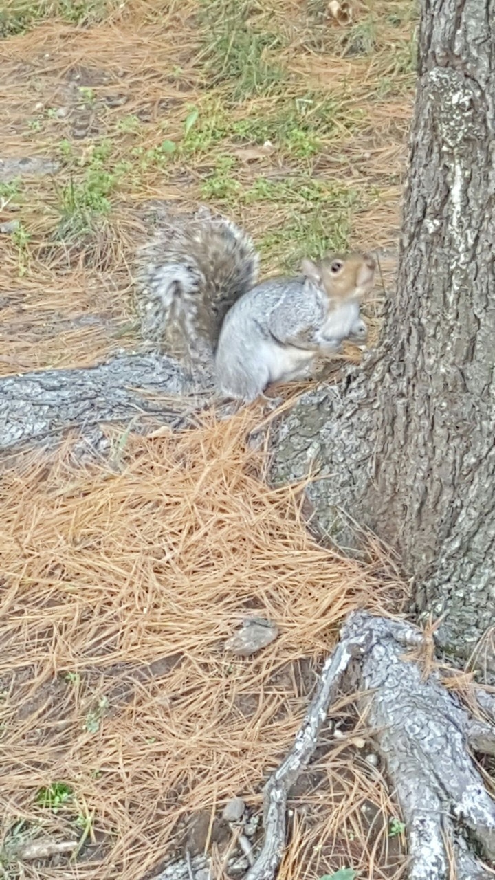 Squirrel