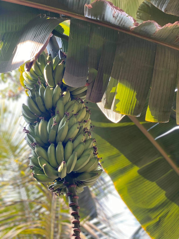 bananas