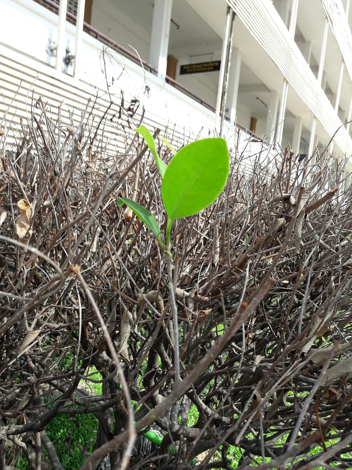 The green in brown
