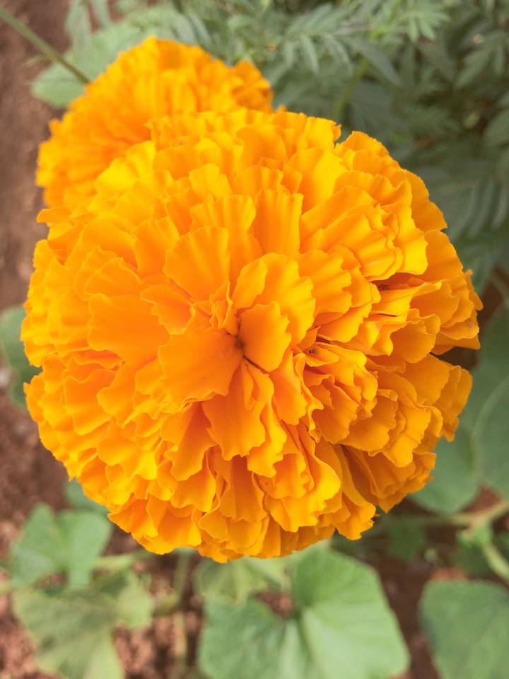 flower