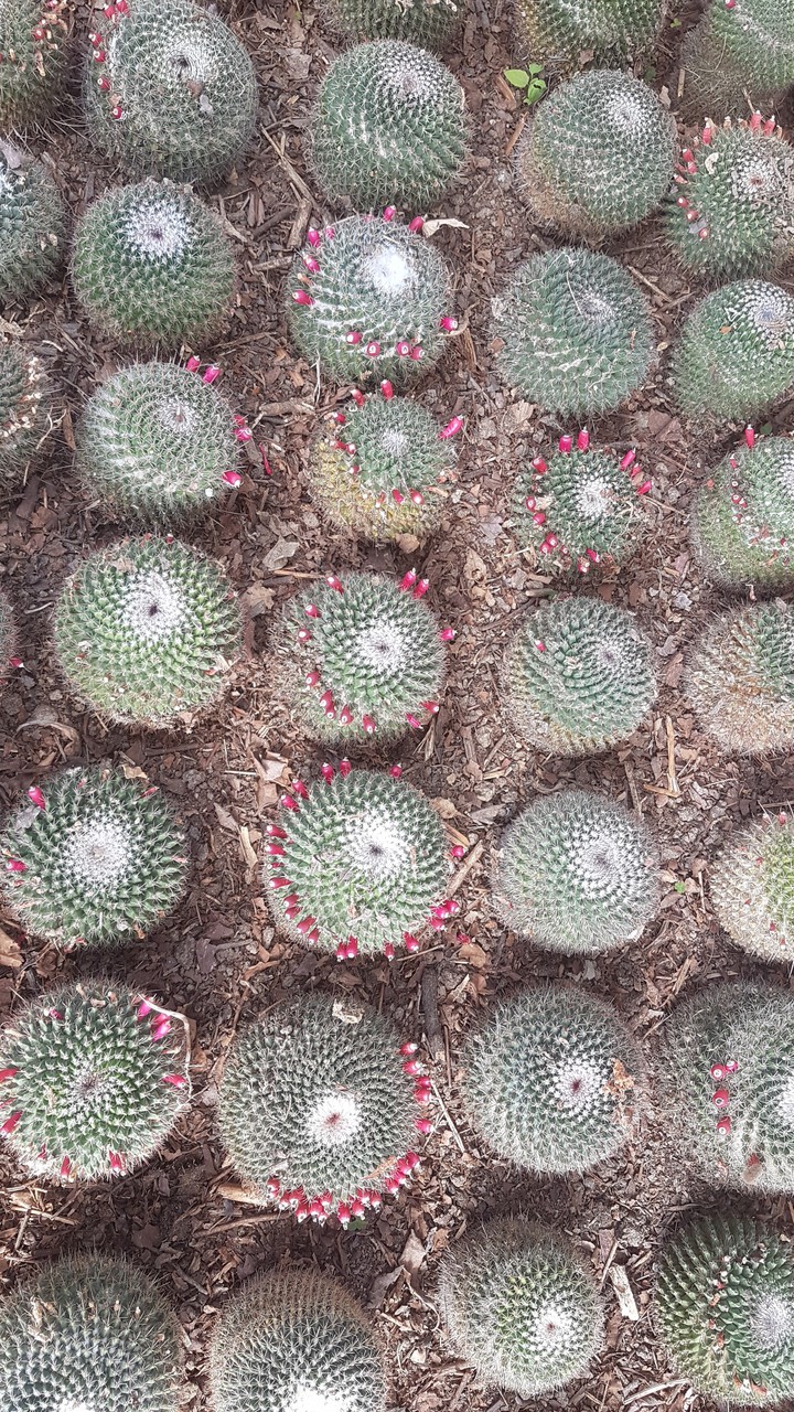 cactus_flower