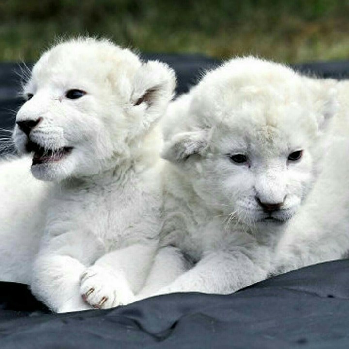 Lion cubs