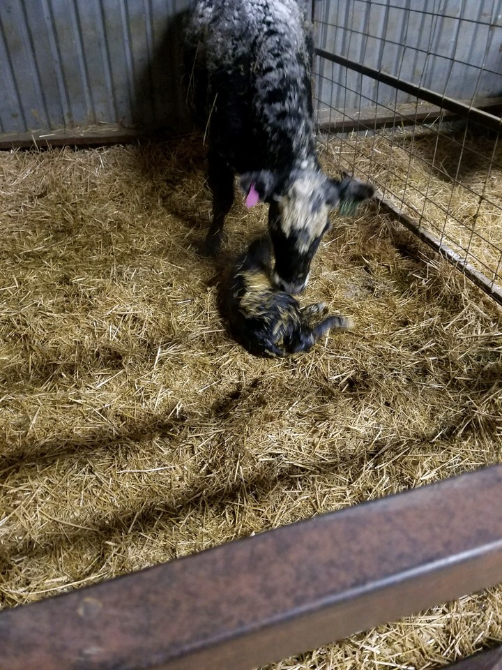 new baby calf