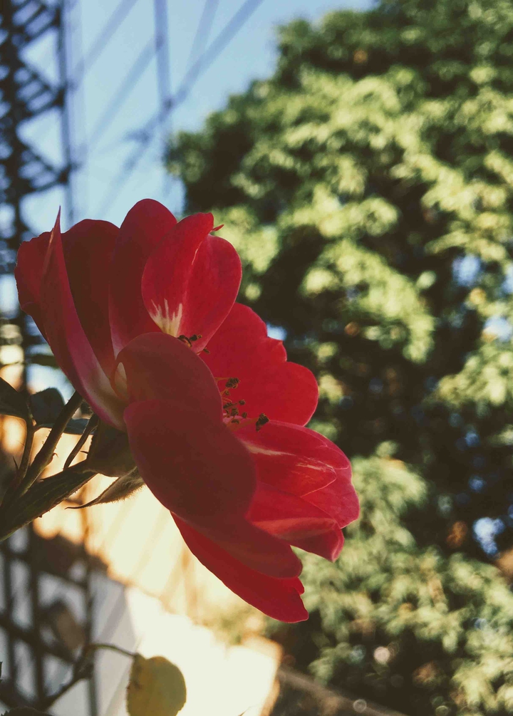 pink rose