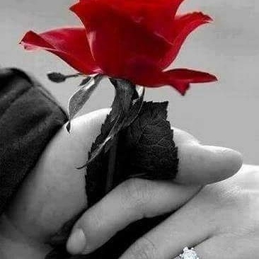 rose d'amour