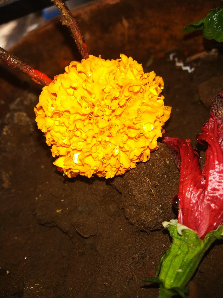 Fresh Marigold with old Hibiscus
