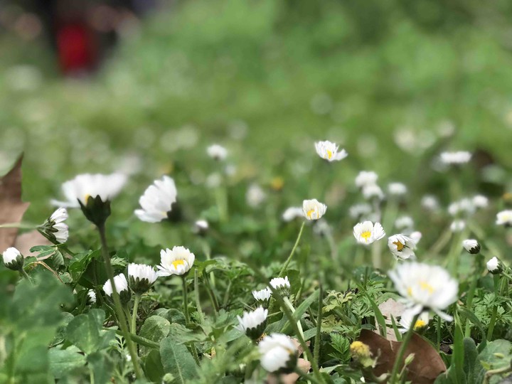 Flowers