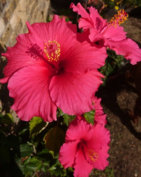Hibiskus