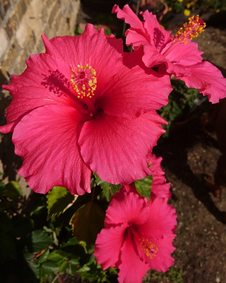 Hibiskus