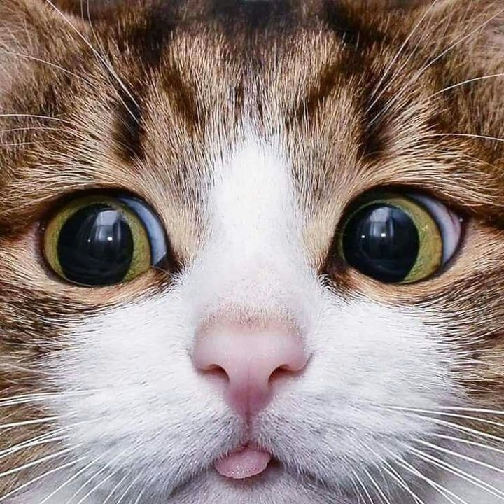 kotiko