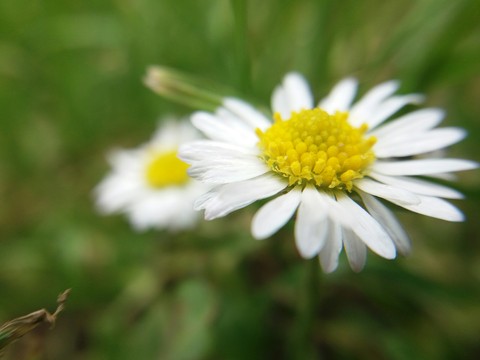 fonds d'écran daisy, flower
