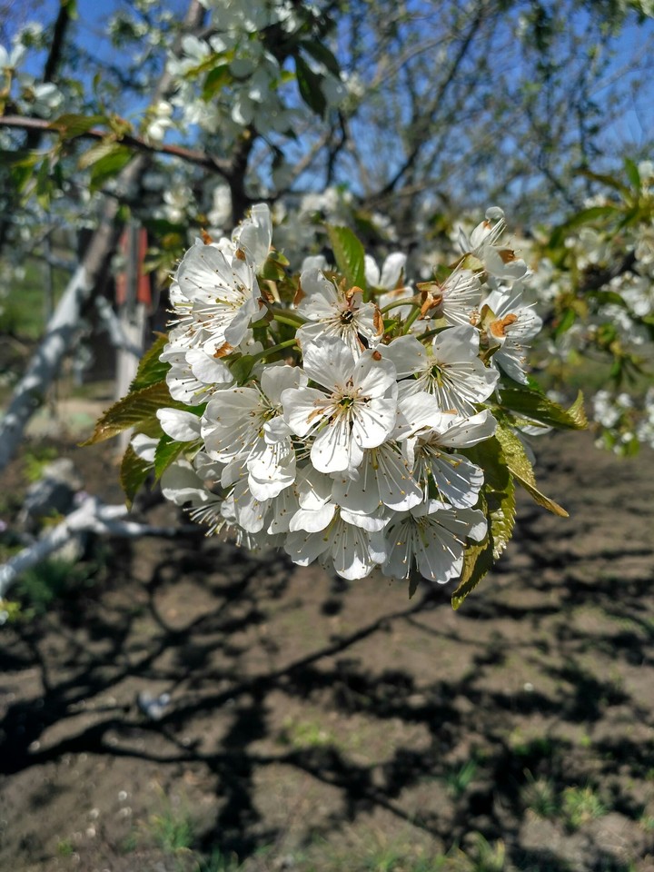 blooming cherry