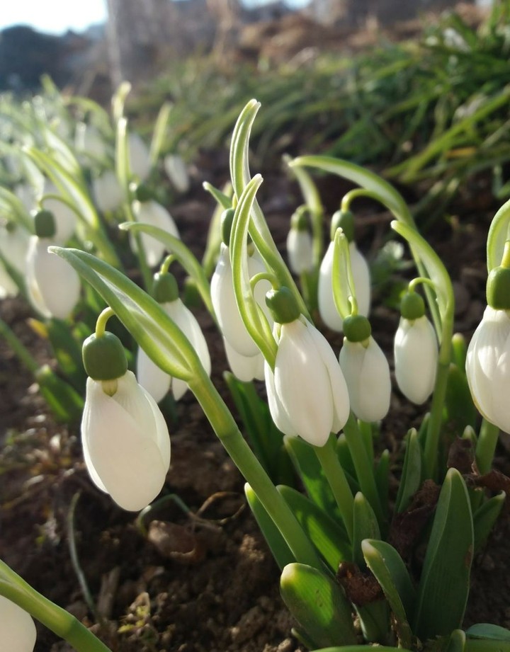 snowdrops
