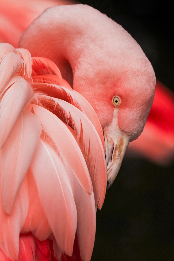 pink