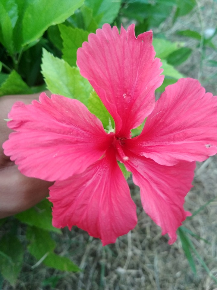 china rose ....