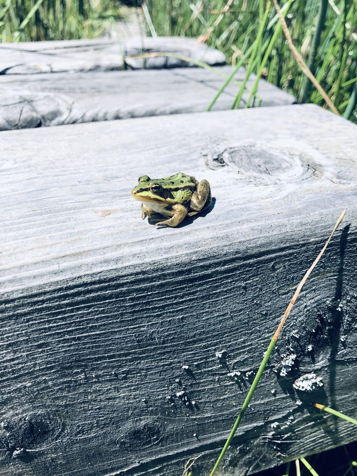 Frosch