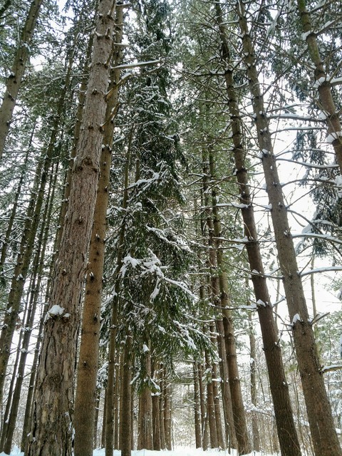 Forest Path After a Winter Snow Storm