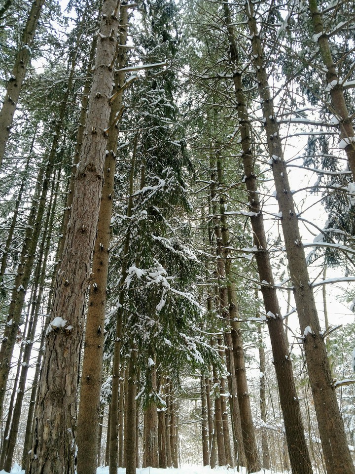Forest Path After a Winter Snow Storm