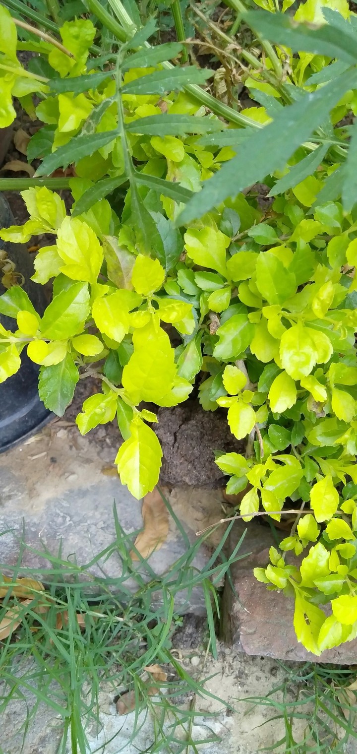 leaves