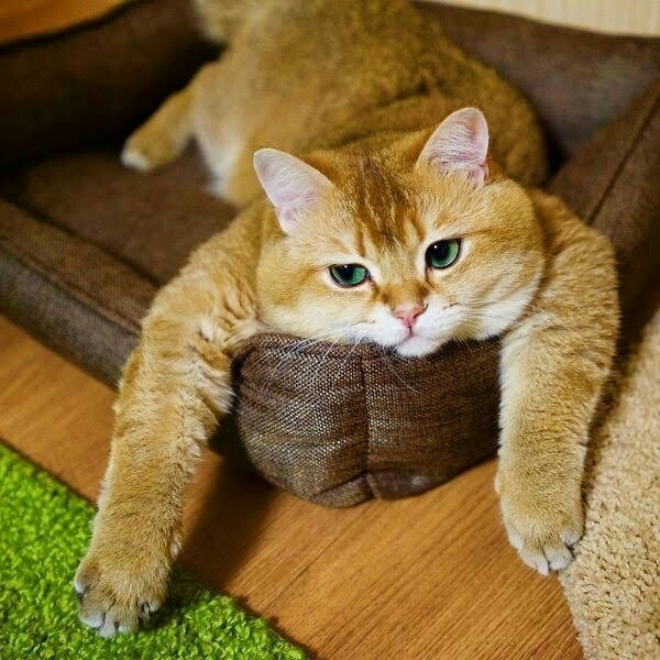 кот