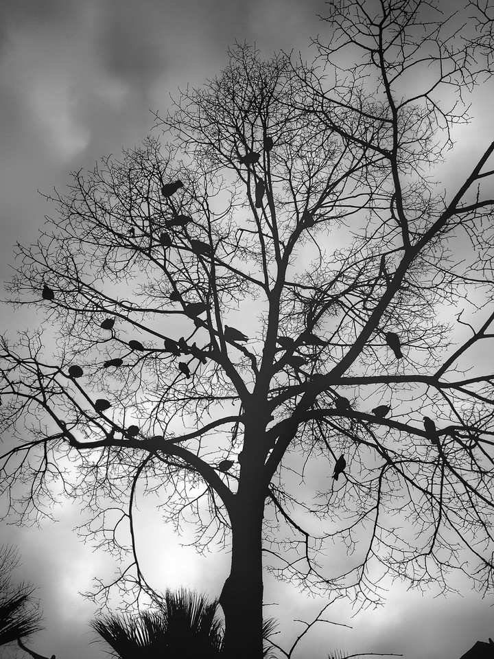 BlacknWhite