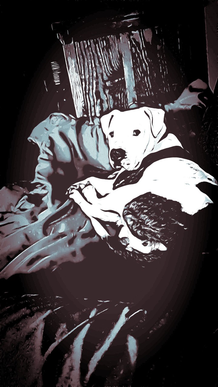 Dog I was watching.