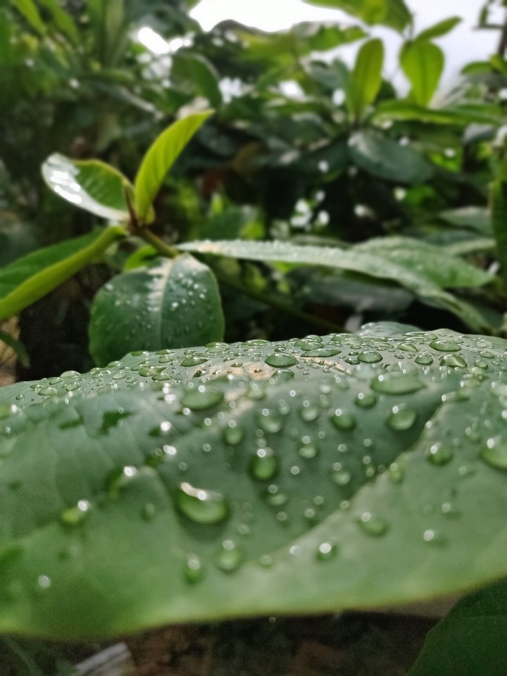 leaf