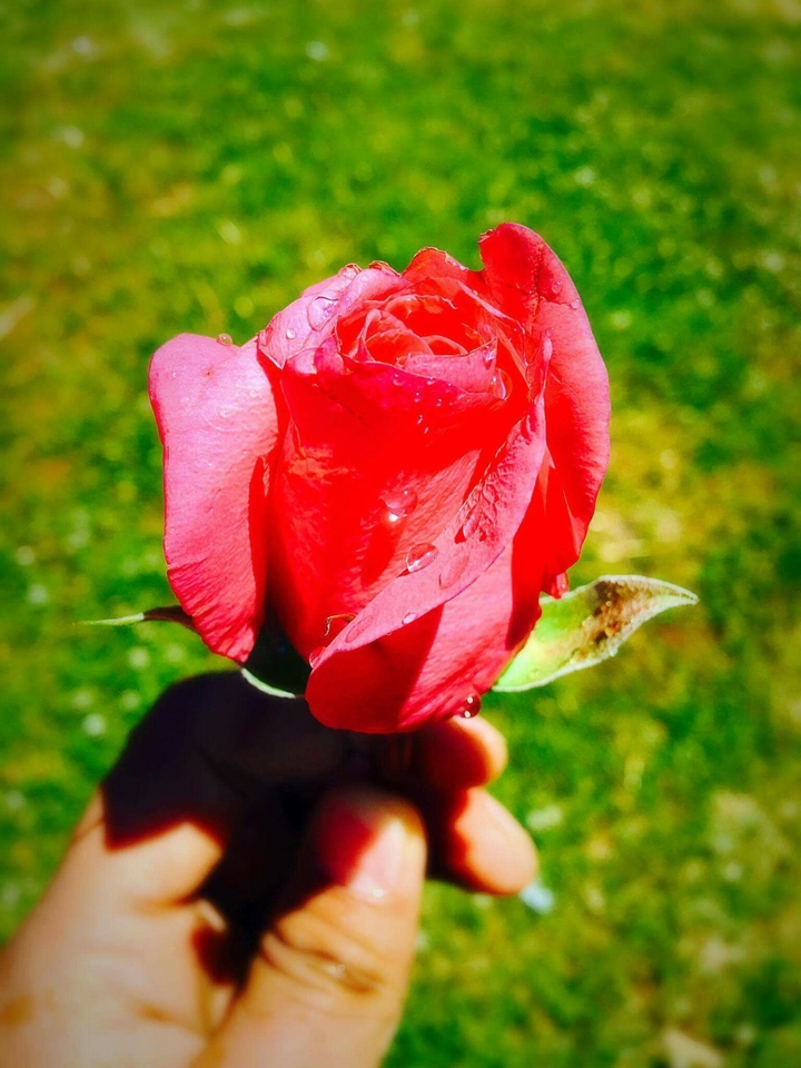 rose