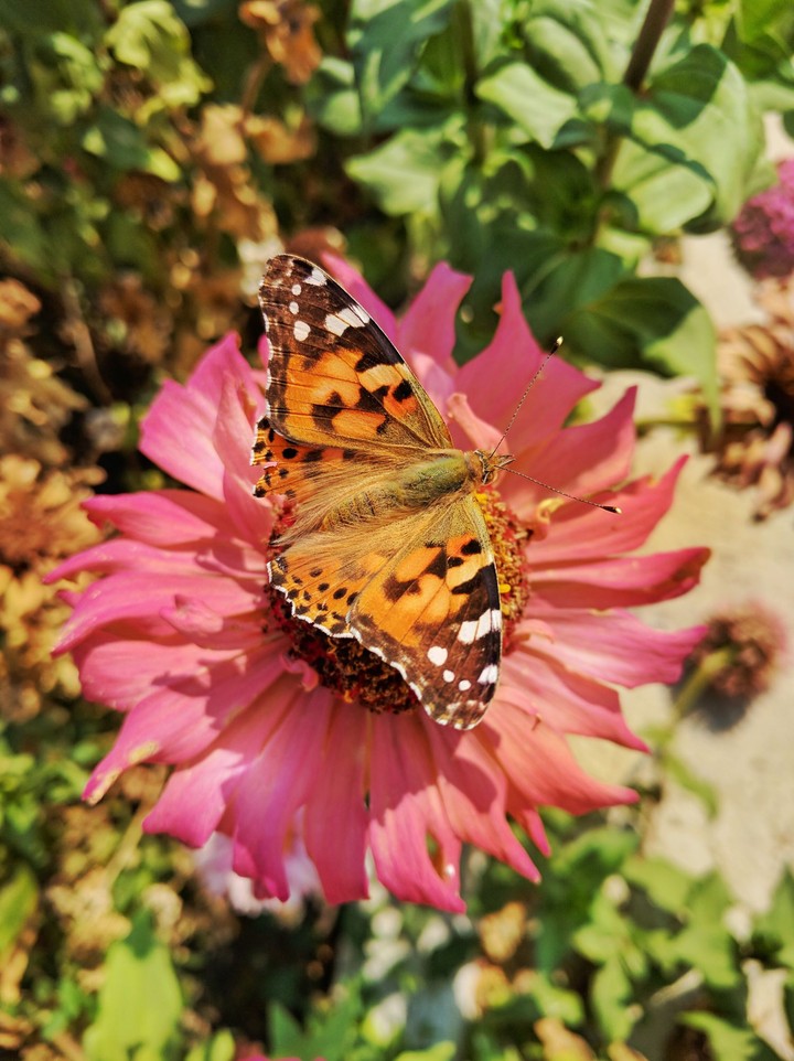 butterfly.