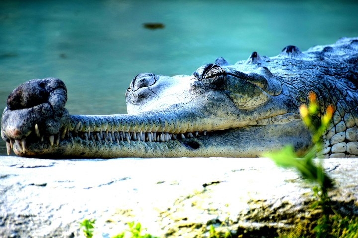 Sleeping alligator