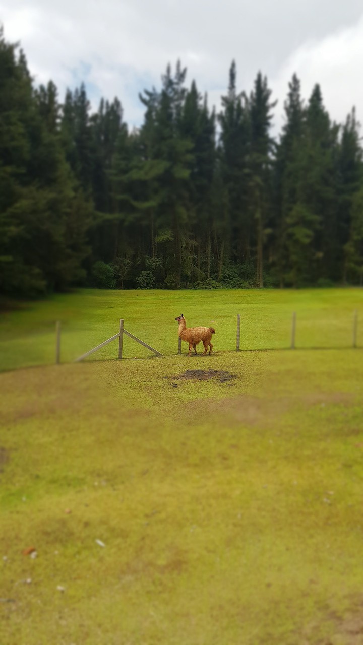 Llama