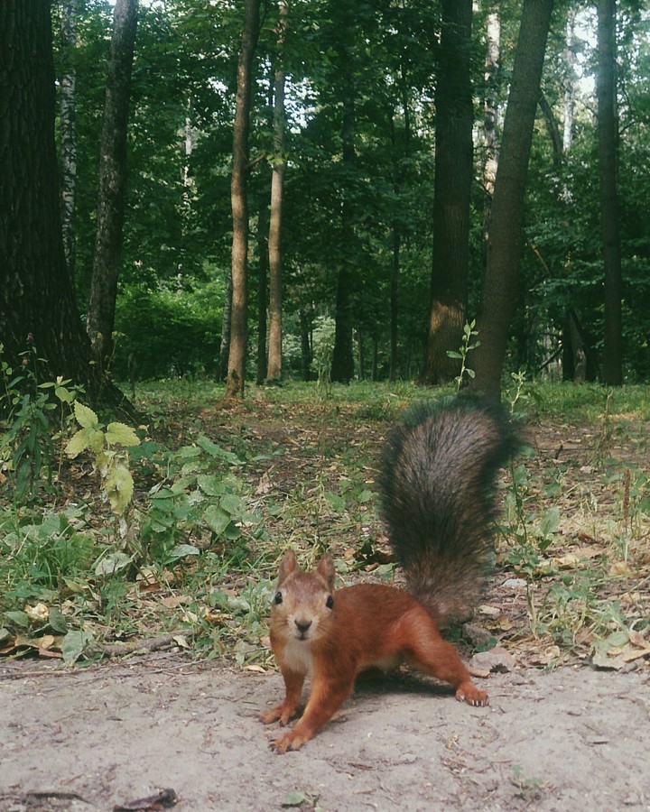 squirrel
