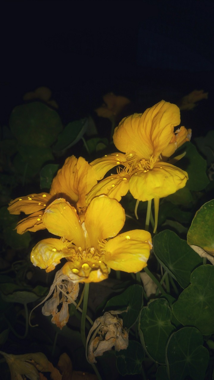 flower