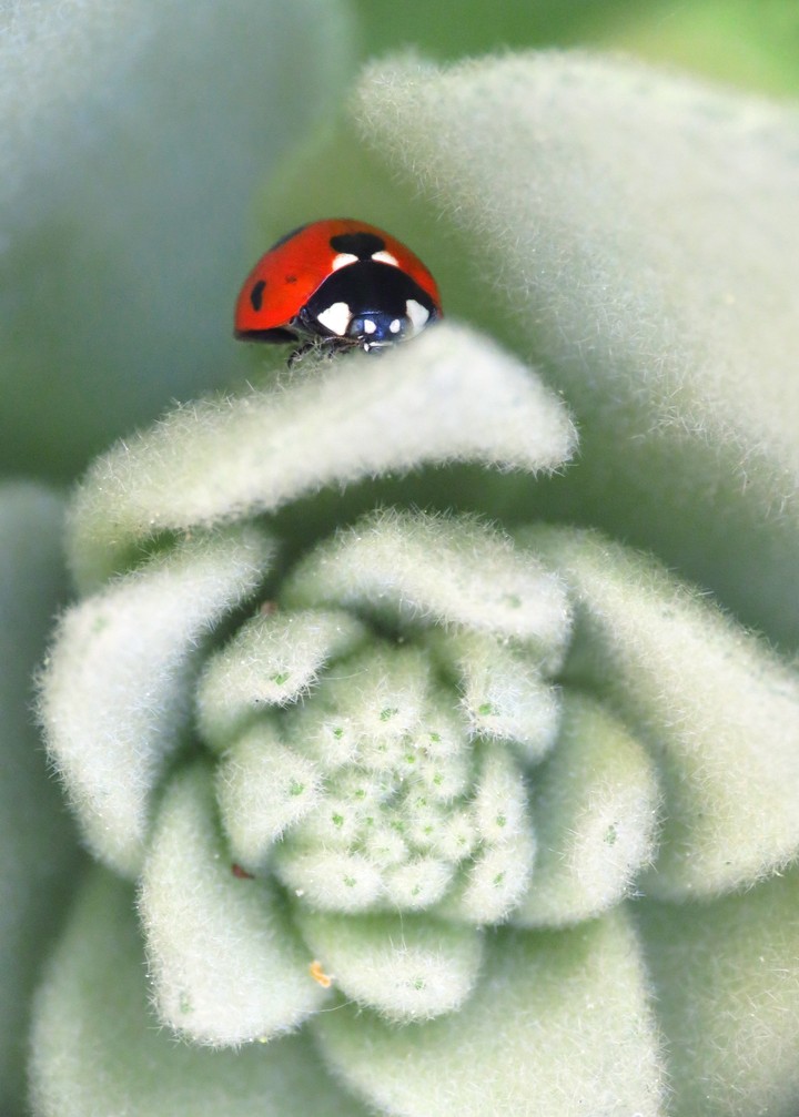Common mullein/Great mullein/ Woolly mullein