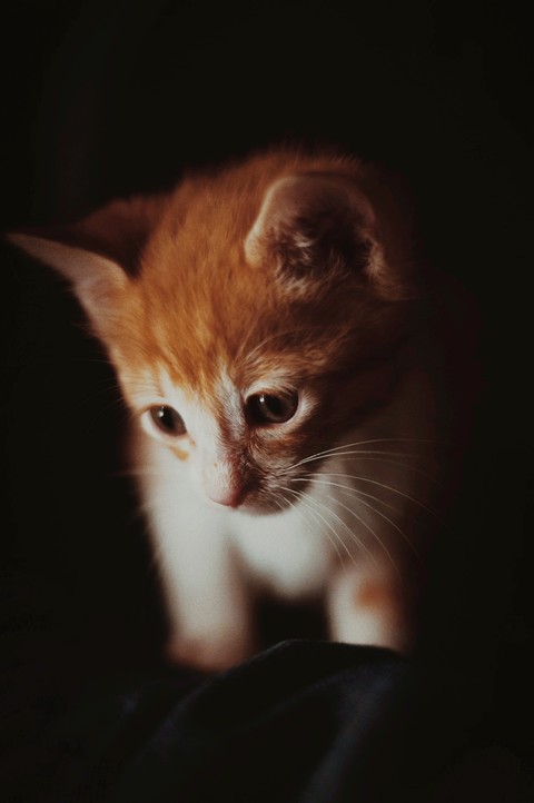 cute