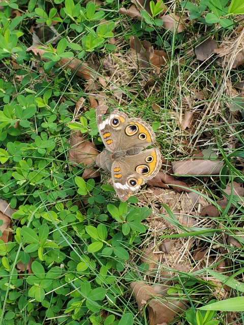 Buckeye butterfly