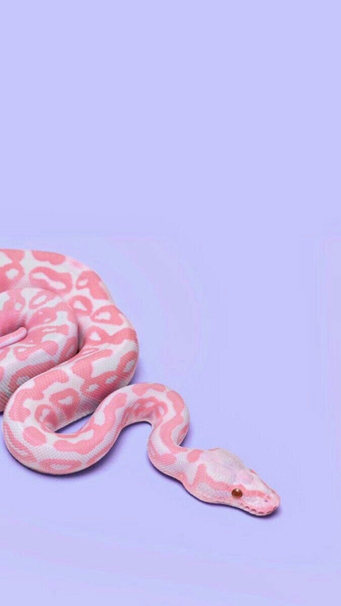 Змея