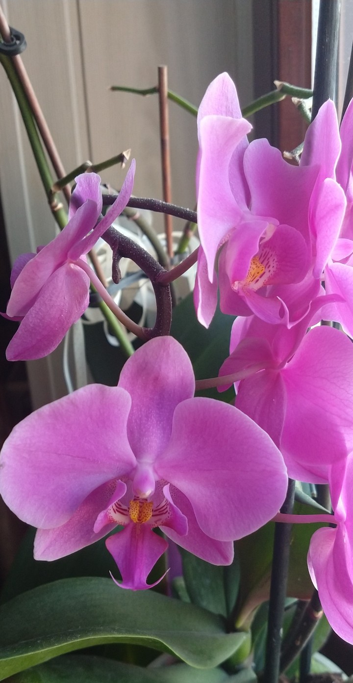 fiori