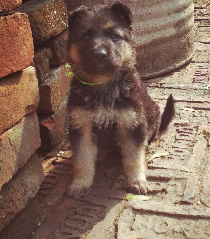 #sultan