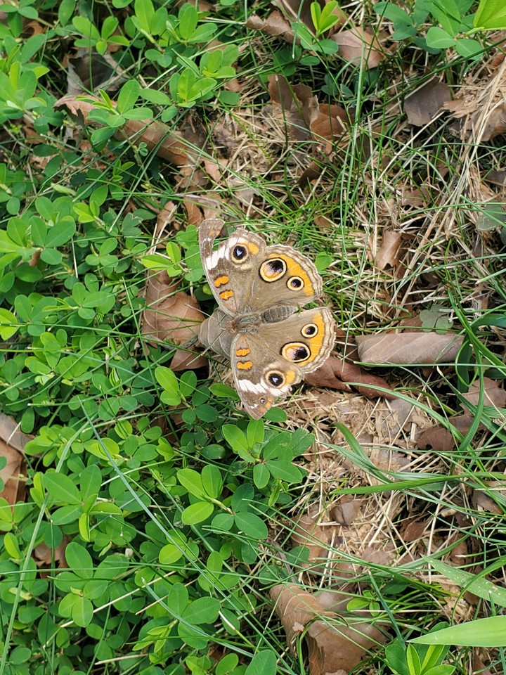 Buckeye butterfly