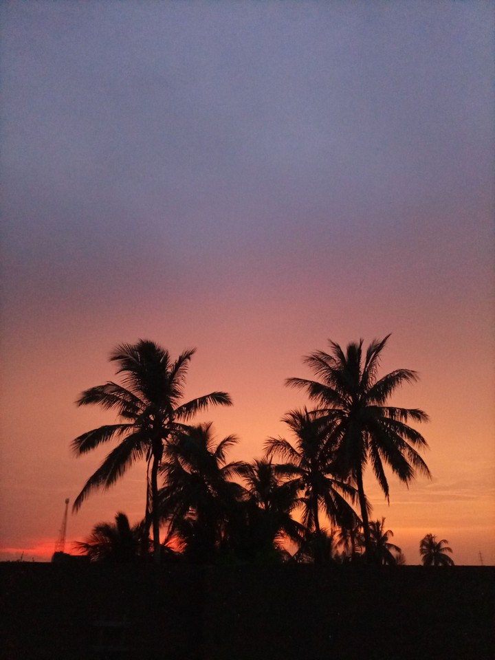 palm tree and sunset?